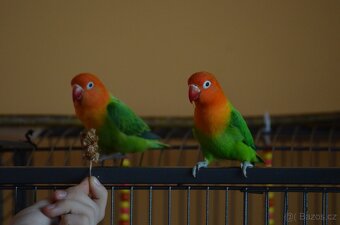 Prodám 2 papoušky Agapornis Fischeri Opalín - 2