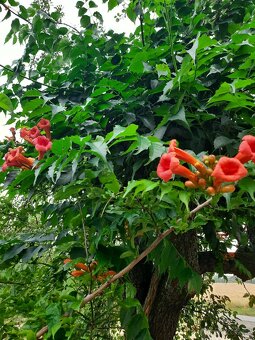 Trubač červenooranžový k pergole, zídce, plotu - 2