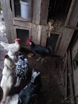 Chovný kohout Španělka Černá - 2