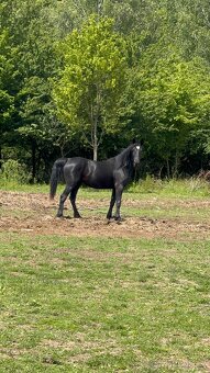 Mladá černá klisna - 2