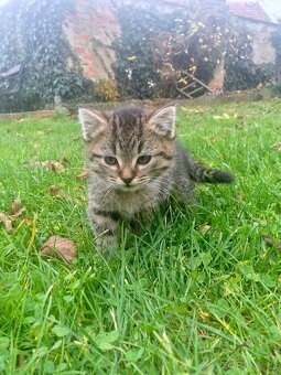 Darujeme koťátka - 2