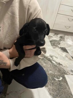 Trpasličí jezevčík - 2