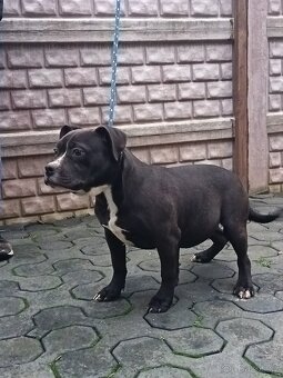 American bully XL - 2