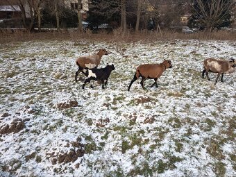 Beránek Kamerunský - 2