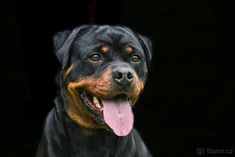 rotvajler - štěňata - 2