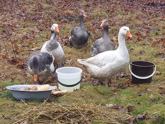 Prodám husy - 2