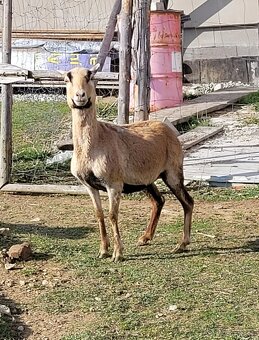 Ovce kamerunská - 2