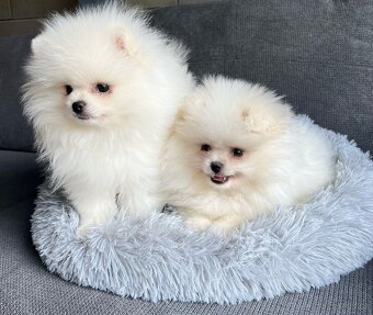 Pomeranian mini - 2