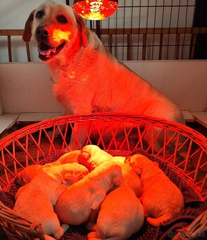 Nabídka štěňat labradorského retrievera - 2