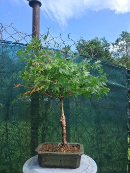 Bonsai,bonsaj Javor - 2