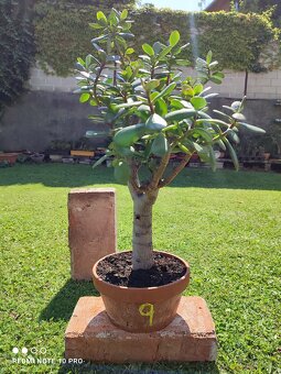 Tlustice (crassula ovata) - 2