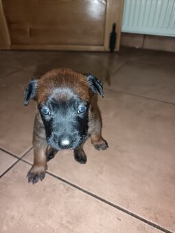Belgický ovčák Malinois štěňata - 2