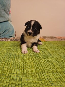 Štěňata bordercolie kříženci - 2