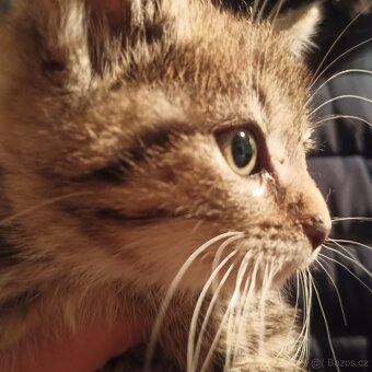 Koťátko Britská x - 2