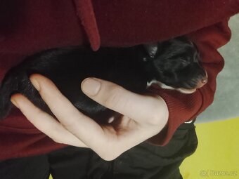 Border kolie štěně - 2