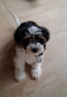 Jorkširský teriér-biewer pejsek s PP - 2