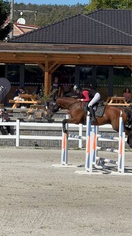 Kobyla do chovu a sportu - 2