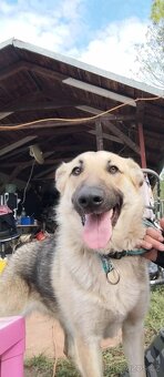 Darujem do dobrých rukou - 2