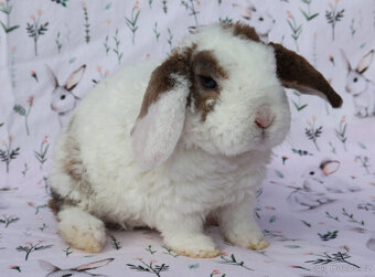 Zakrslý rex beránek maličký sameček - 2