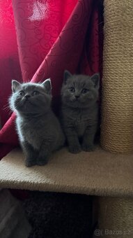 BRITSKÁ MODRÁ koťátka - 2