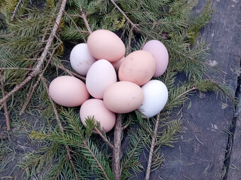 prodám domaci vajicka - 2