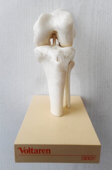 plastový model kolena - 2