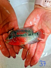 Flowerhorn Super red Dragon.. - 2