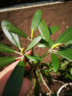 Keř rododendron - 2