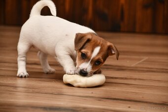 Jack Russell Terrier fena - 2