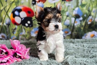 Biewer terrier fenka s PP - 2