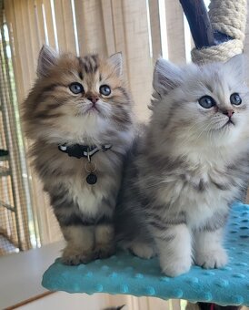 Britská koťátka WHISKAS - 2