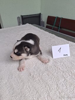 Sibiřský husky - štěňata - 2