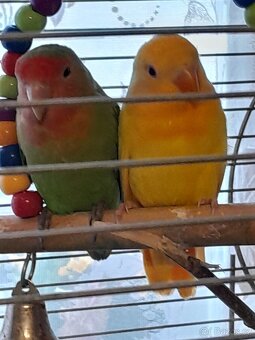 Agapornis růžohrdlý - 2