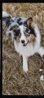 borderkolie blue merle - krytí - 2