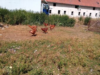 Kuřata - 2