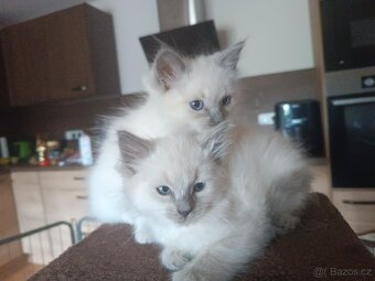 Ragdoll - 2