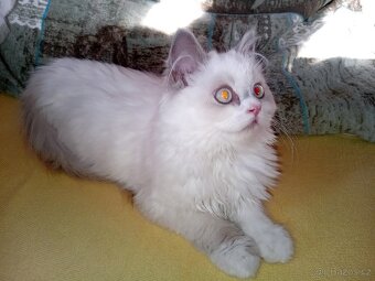 Britský kocourek colorpoint s PP - 2