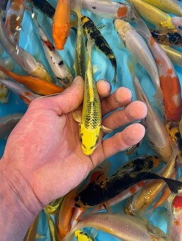 Koi kapr - 2