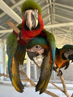 Manažér zooparku (Dominikánska republika) - 2