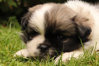 Tibetský španěl particolor - 2