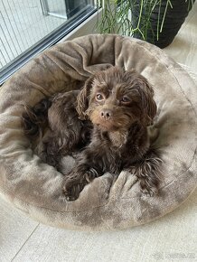 Rusky bolonsky psík - 2