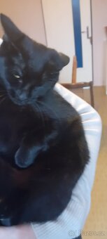 Daruji dve kocky mamu s dcerou - 2