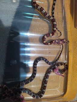 UŽOVKA ČERVENA - 2