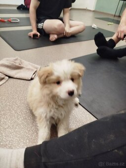 Border kolie s PP - úžasní kluci - 2