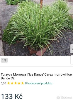 Ostřice panašovaná Ice Dance - 2