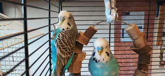 Dospělé andulky - 2