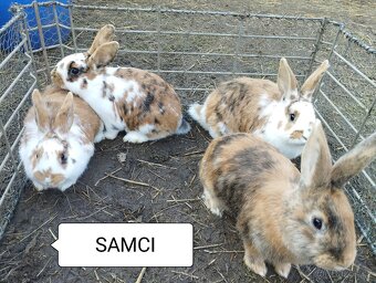 Králíci-otec Dalmatinský rex - 2