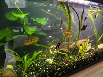 Akvárium Juwel - 2