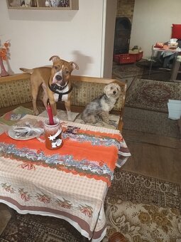 Nabízím krytí Amstaff s PP bez uchovnění - 2