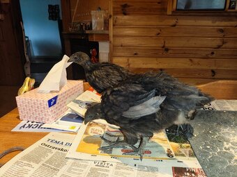 Kohoutek 2x ayam cemani - 2